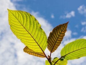 Kratom leaves
