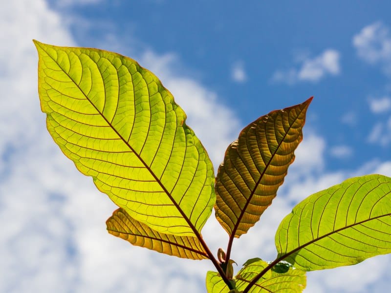 Kratom leaves