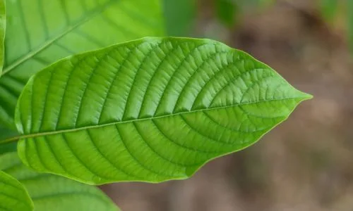 Kratom Storage Tips: How to Make Kratom Stay Fresh Longer