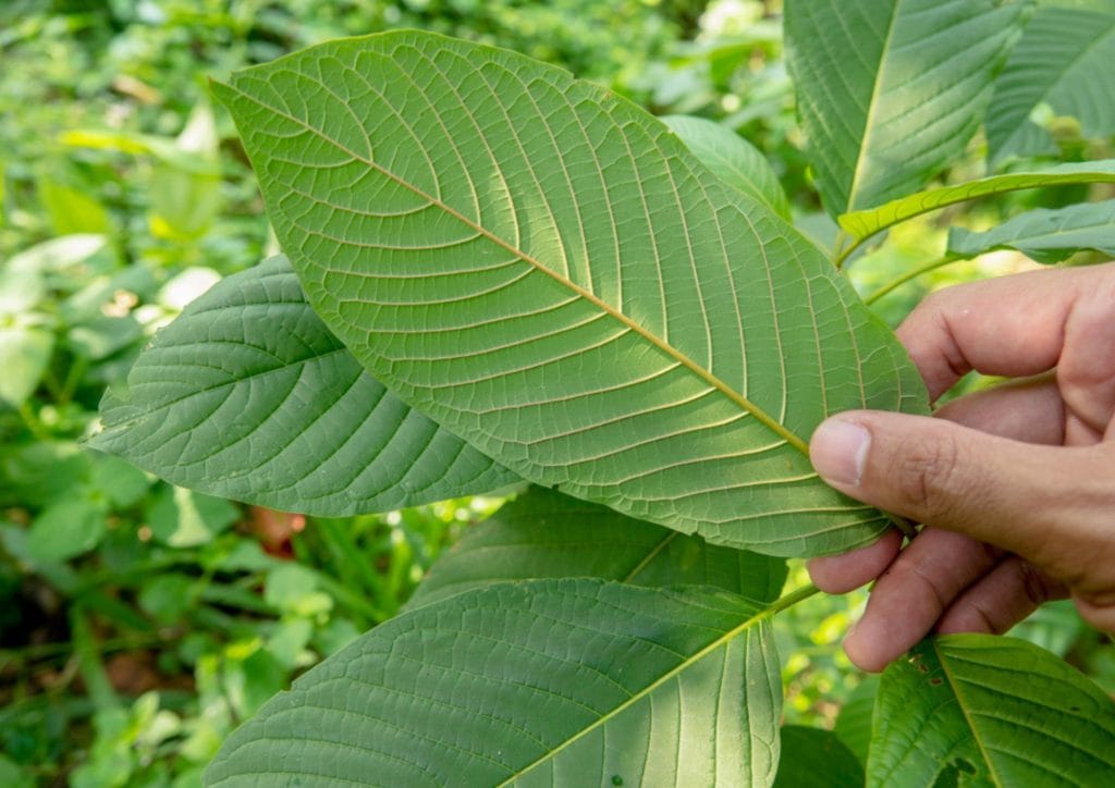 Artisan Botanicals Review: Where is This Kratom Vendor Now? 